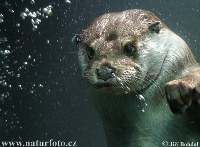Photo of Otter by Jiri Bohdal